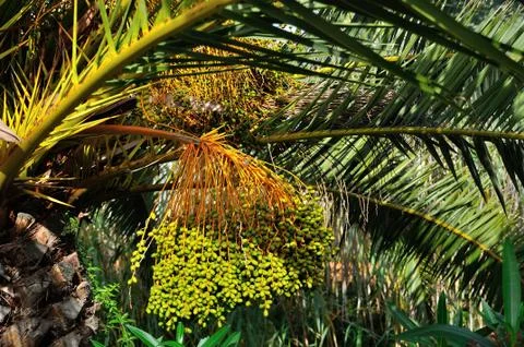 Branch with fruit Stock Photos