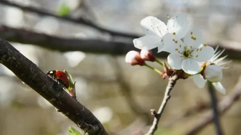 Branch of a fruit tree in the garden with a ladybug walking on it Vídeo Stock 270356873