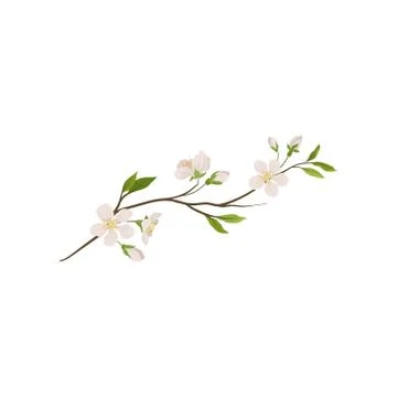 Branch of fruit tree with small flowers. Blooming twig of spring plant. Nature Stock Illustration