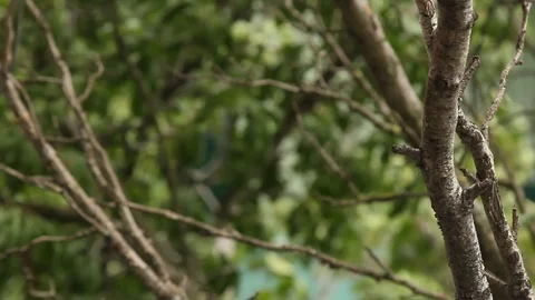 Branch of the fruit tree sways in the wind close-up on a blurred background in Stock Footage 108870440