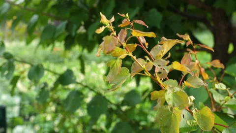 Branch of a fruit tree. A warm summer day. A fruitful tree. The yellow-green 스톡 동영상 200253813