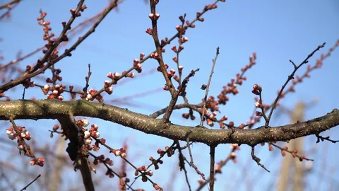 The branch of a fruit tree with white-pink spring buds of flowers 動画素材 127687623