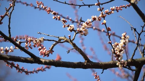 The branch of a fruit tree with white-pink spring flowers is sways in the wind 動画素材 127706743