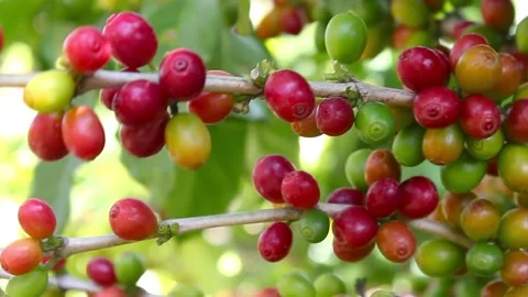 A branch full of coffee cherries, some mature and some green Stock Footage 139592841