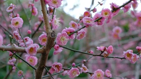 A branch full of plum blossoms 스톡 동영상 95926974