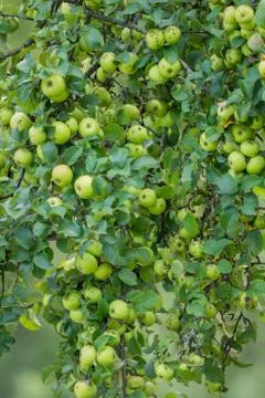 A branch full of ripe green apples Foto stock