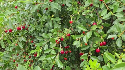 Branch full of of ripe red cherries fruits in tree during summer harvesting Stock Footage 315419125