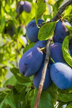 A branch full of several plums ready for harvest Stock Photos