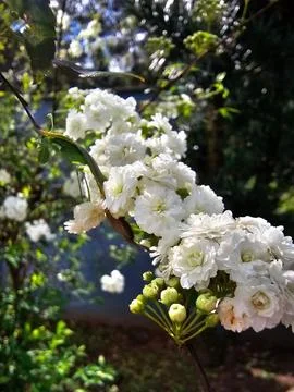 Branch full of tiny white flowers Stock Photos