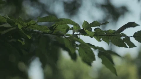 Branch gracefully moved by a subtle wind in a forest at summer Stock Footage 136760452