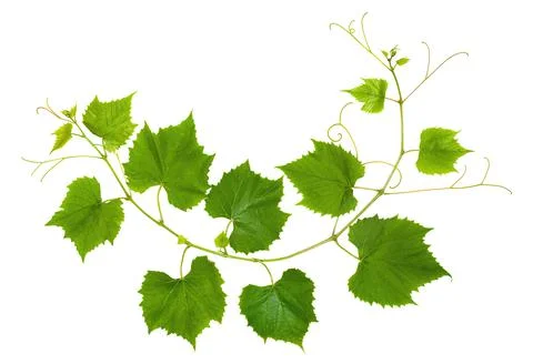Branch of grape vine tendrils on white background Stock Photos
