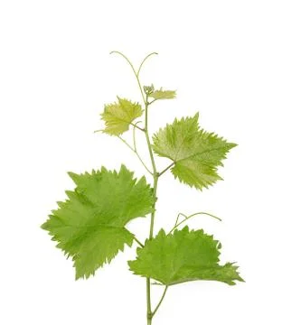 Branch of grape vine on white background Foto stock