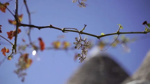 A branch of grapes against the background of the sky and the roof of a house. Stock Footage 289557448
