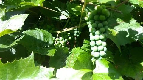 A branch of grapes Stock Footage 78020768
