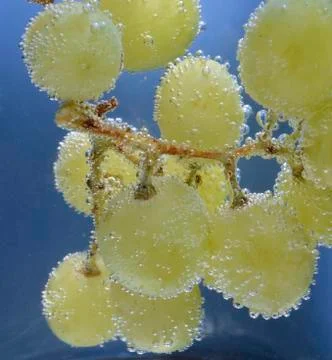Branch of grapes Foto stock
