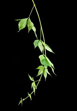 Branch of grapes Stock Photos