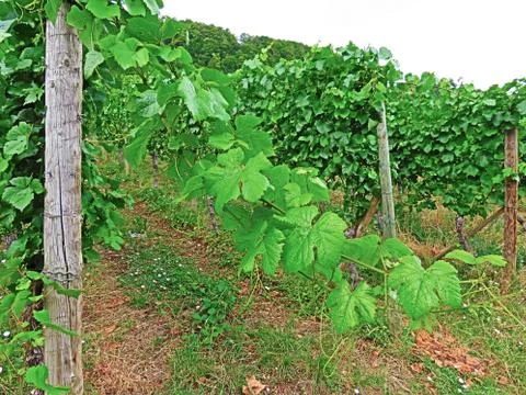 Branch of grapevine Stock Photos