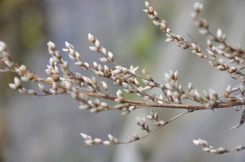 Branch grass Foto stock