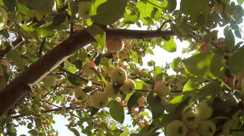 Branch of Green Apple tree full of red apples Stock Footage 55095720