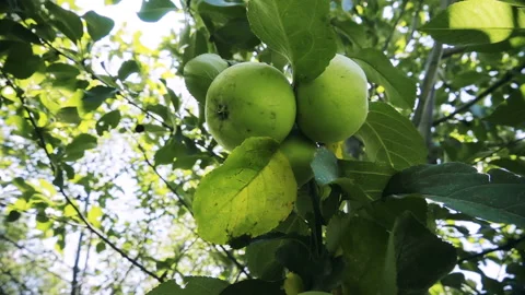 Branch with green apples Stock-Footage 103949525
