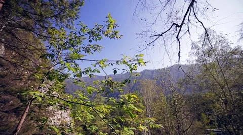 Branch with green, autumn Stock Footage 68079071
