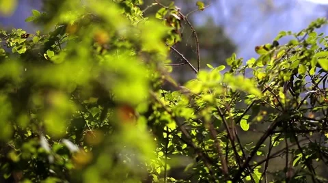 Branch with green Stock Footage 68072869