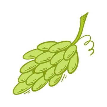 Branch of green grapes, vector graphics Stock Illustration