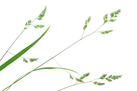Branch of green grass Stock Photos