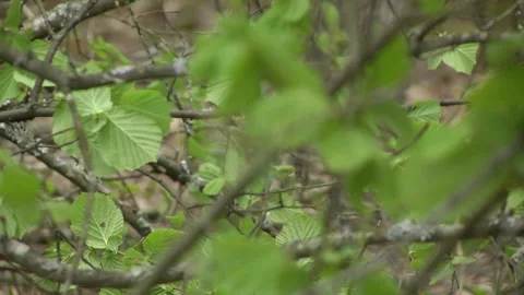 Branch with green hazelnut leaves close-up. Stock-Footage 203410142