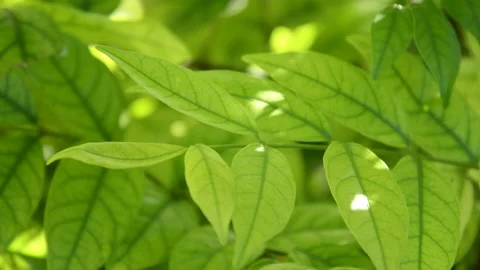 Branch of green leaf in the garden Video stock 135370894