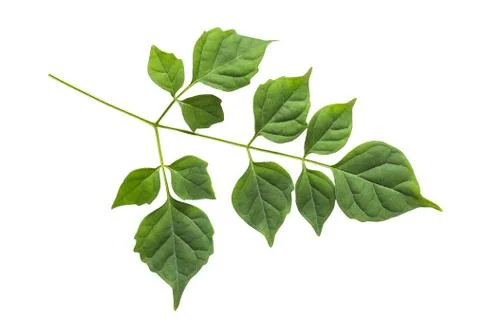 Branch of Green Leaf Stock Photos