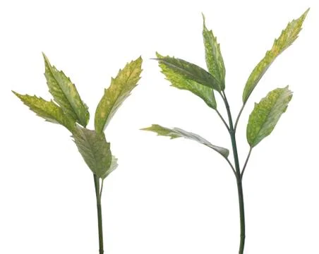 Branch of green leafs Stock Photos