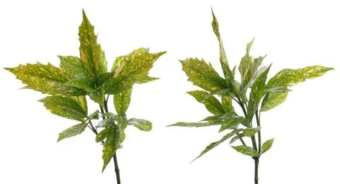 Branch of green leafs Stock Photos