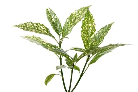 Branch of green leafs Stock Photos