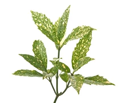 Branch of green leafs Stock Photos