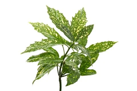 Branch of green leafs Stock Photos