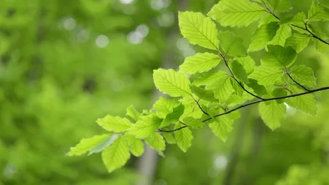 Branch green leaves Beech moving. Stock Footage 82895344