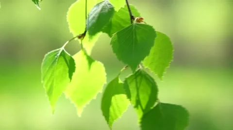 Branch with green leaves Stock Footage 56606795