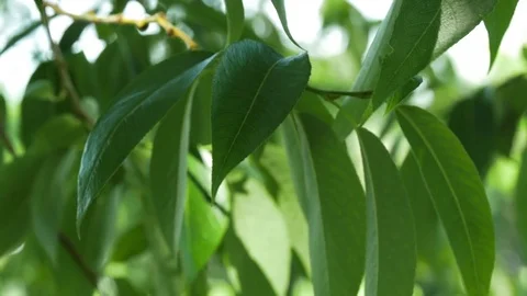 Branch With Green Leaves Stock Footage 81530879