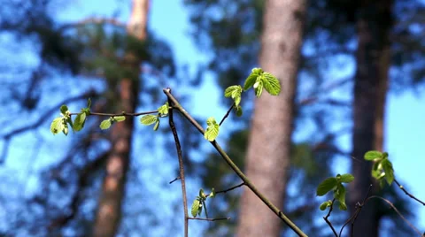Branch with green leaves in spring. Stock Footage 37247952