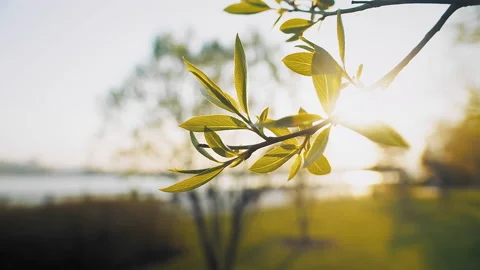 A branch green leaves sun rays Stock Footage 202299835