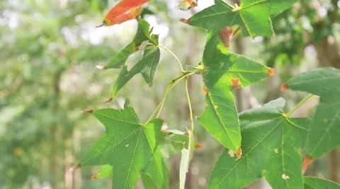 The branch of green maple leaves moving in the wind Stock Footage 61930557