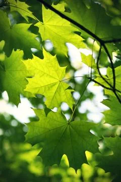 Branch of green maple Stock Photos
