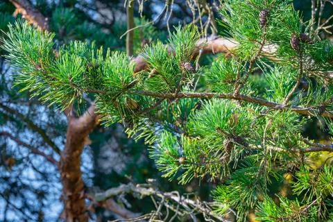 A branch of green pine tree close-up with small young cones. Selective focus, Stock Photos