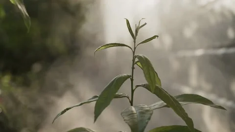 Branch of green plant in soft rays of sunlight. White smoke, steam rises up Stock Footage
