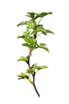 Branch of green raspberry Stock Photos