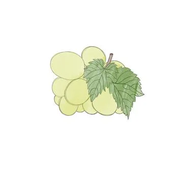 The page of the coloring book, grapes. sketch. Coloring book for kids.  Vector illustration isolated on a white background Stock Vector Image & Art  - Alamy