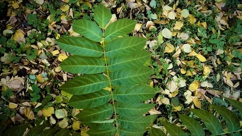 Branch with green sheets on a background of yellow Stock Footage 98155849