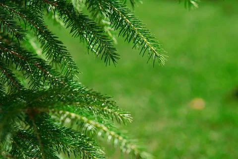 A branch of a green spruce in close-up.Selective focus. Copy space Fotos de archivo