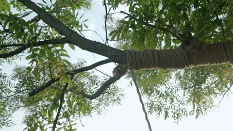 A branch of green tree from the bottom up wrapped with a throes from the swings Stock Footage 154826536